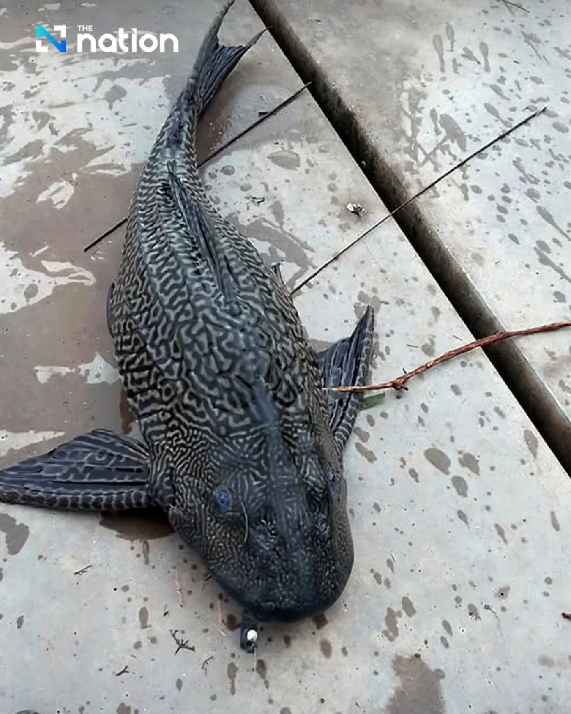 Ikan Sapu-Sapu Tak Hanya Mengancam Jakarta, Tapi Mengancam Sungai di ASEAN
